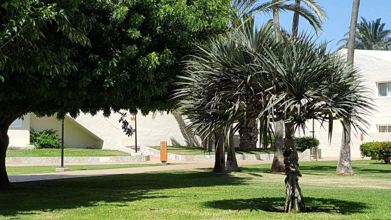 Hotelanlage Hotel Riu Oliva Beach - Hotel