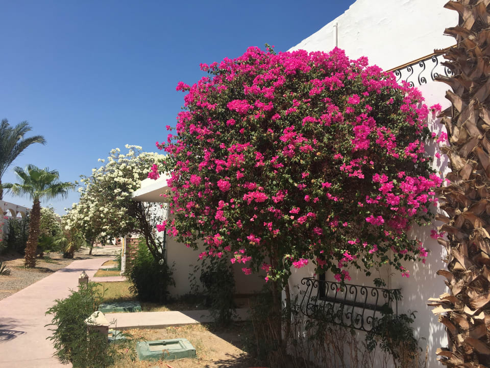 Gartenanlage Lotus Bay Beach Resort