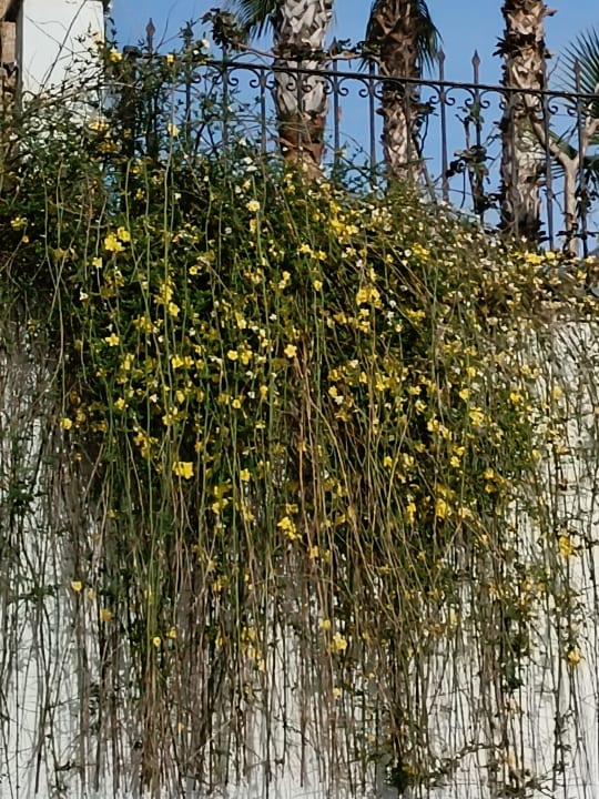 Außenansicht Alba Queen Hotel