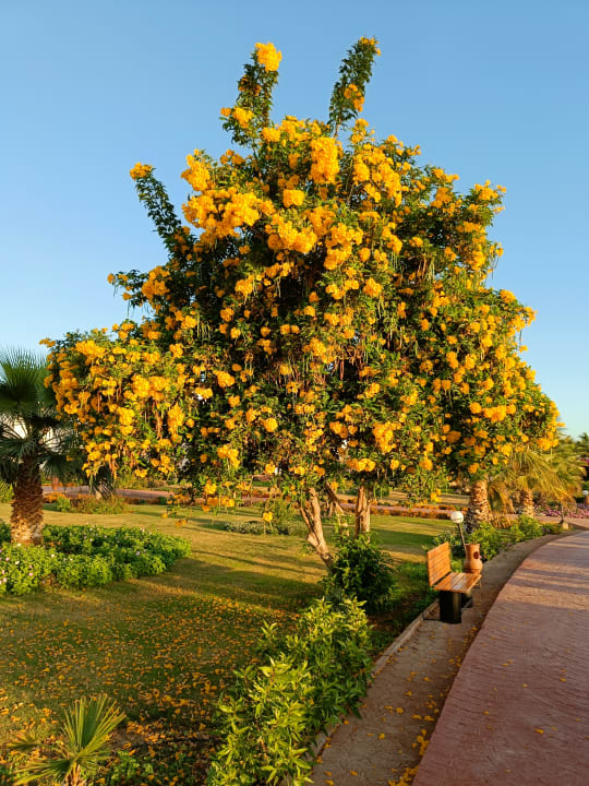 Gartenanlage Three Corners Equinox Beach Resort