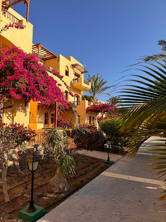 Gartenanlage Steigenberger Coraya Beach - Adults only