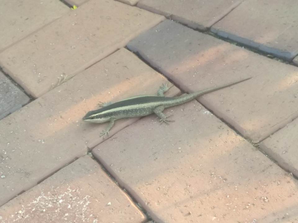 Sonstiges Hotel Zulu Nyala Game Lodge