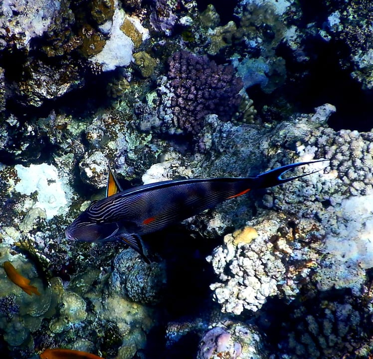 Sport & Freizeit Three Corners Sea Beach Resort