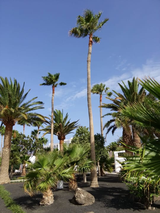 Gartenanlage Sentido Aequora Lanzarote Suite