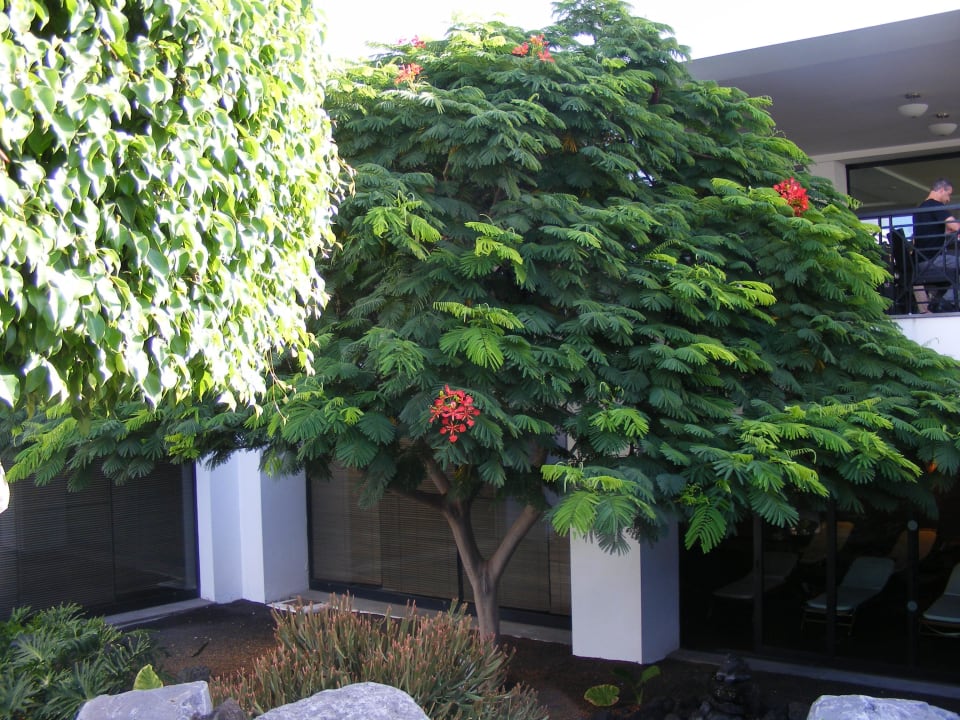 Einfach nur schön allsun App.-Hotel Albatros