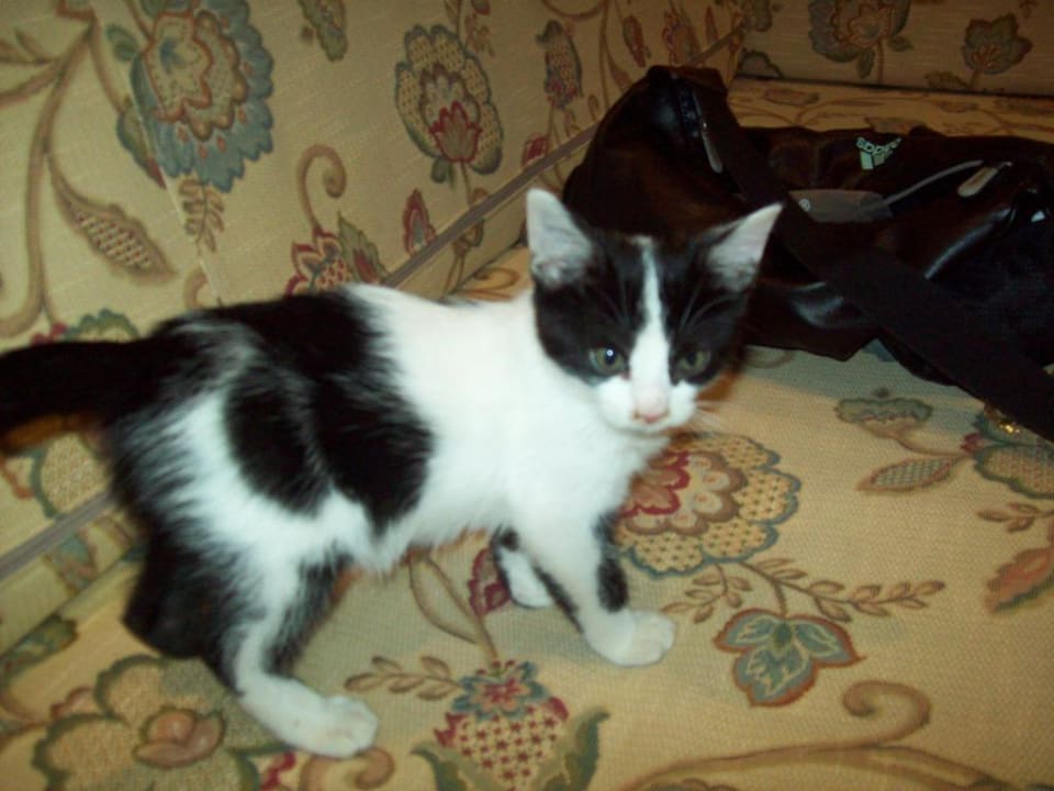 Mein süßer Liebling Hotel Best Siroco