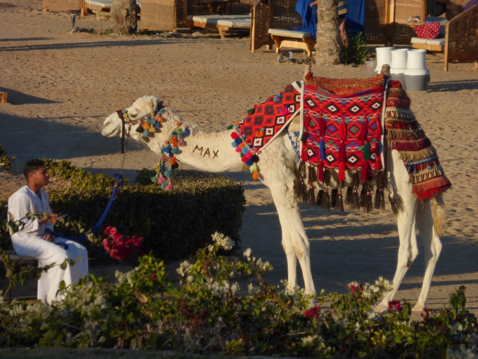 Max Hotel Mercure Hurghada