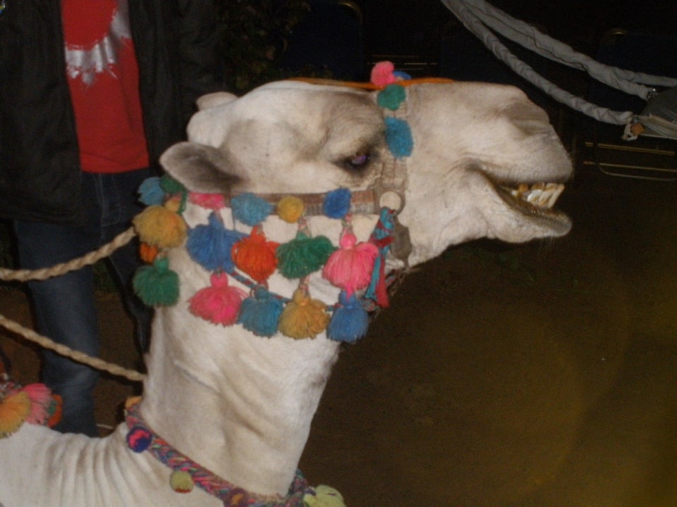 Oskar - mag am liebsten Cola  Steigenberger Coraya Beach - Adults only