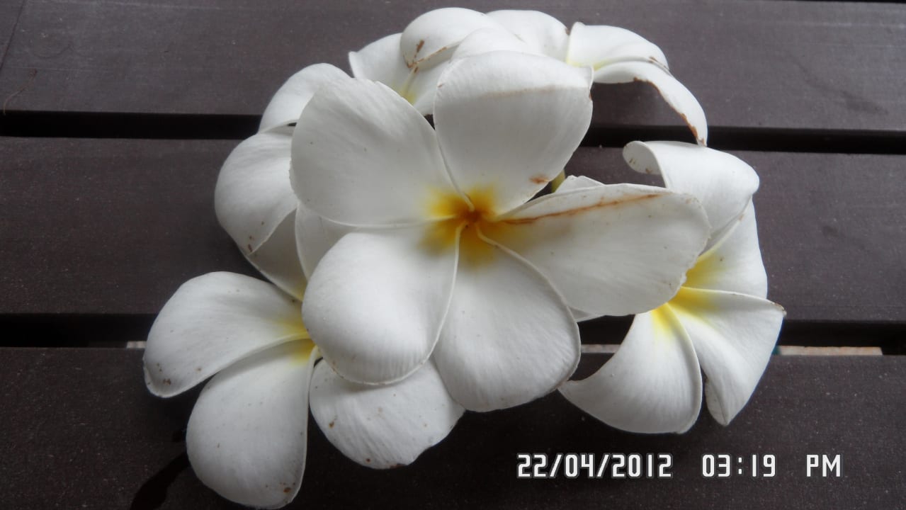 Orchideen Baan Khaolak Beach Resort