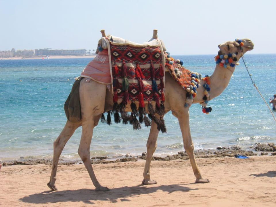 Kamel am Strand Jaz Makadi Oasis Resort
