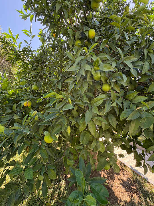 Gartenanlage Hotel Sidekum