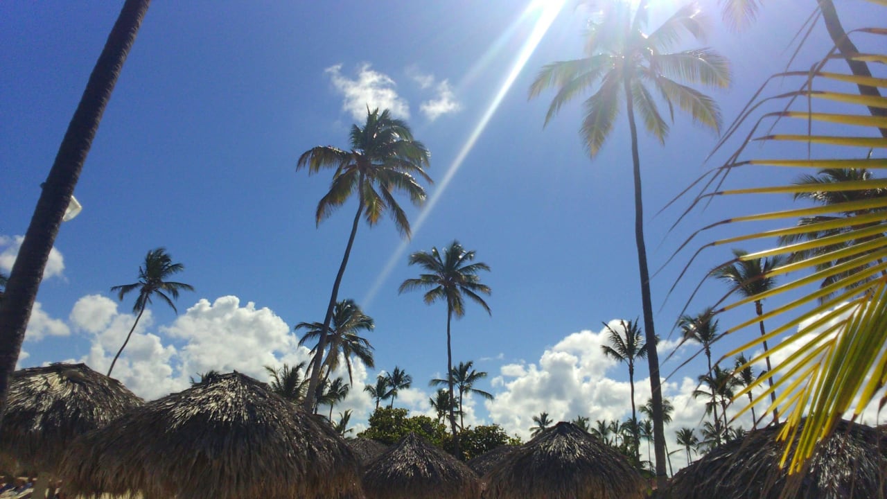 Palmenmeer wohin man blickt Punta Cana Princess All Suites Resort & Spa