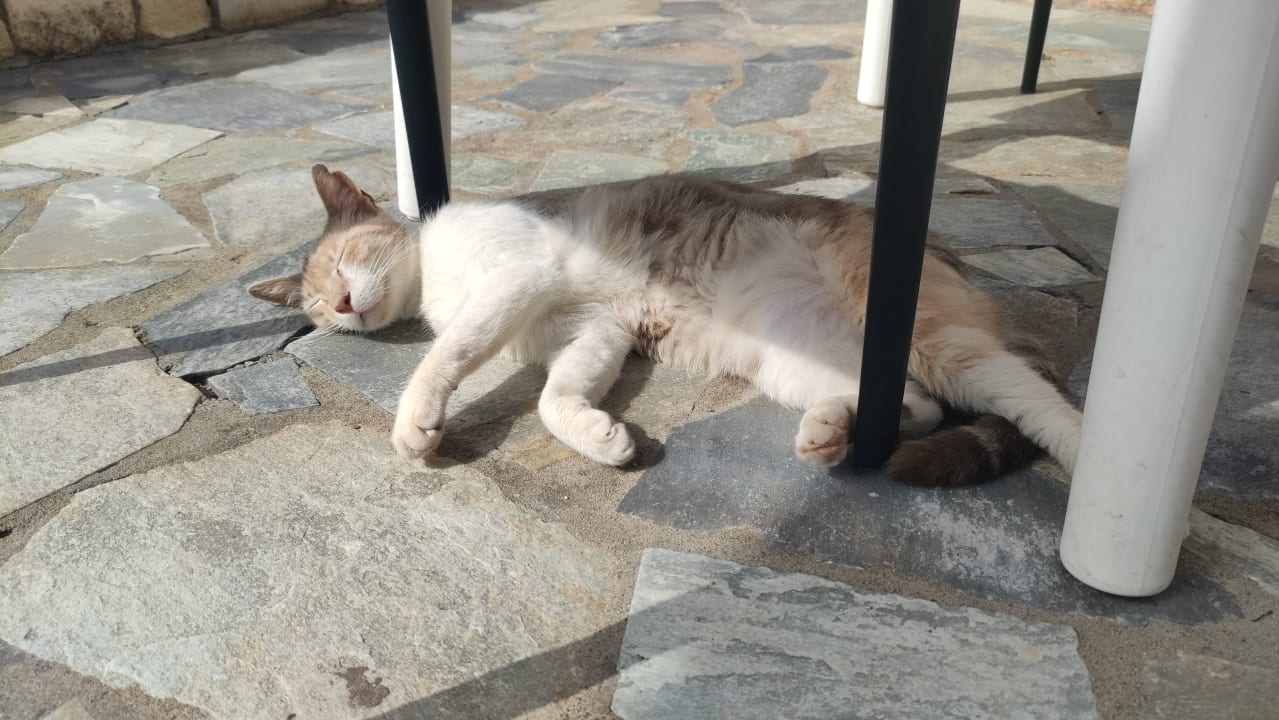 Sonstiges TUI SUNEO Chrissi Amoudia