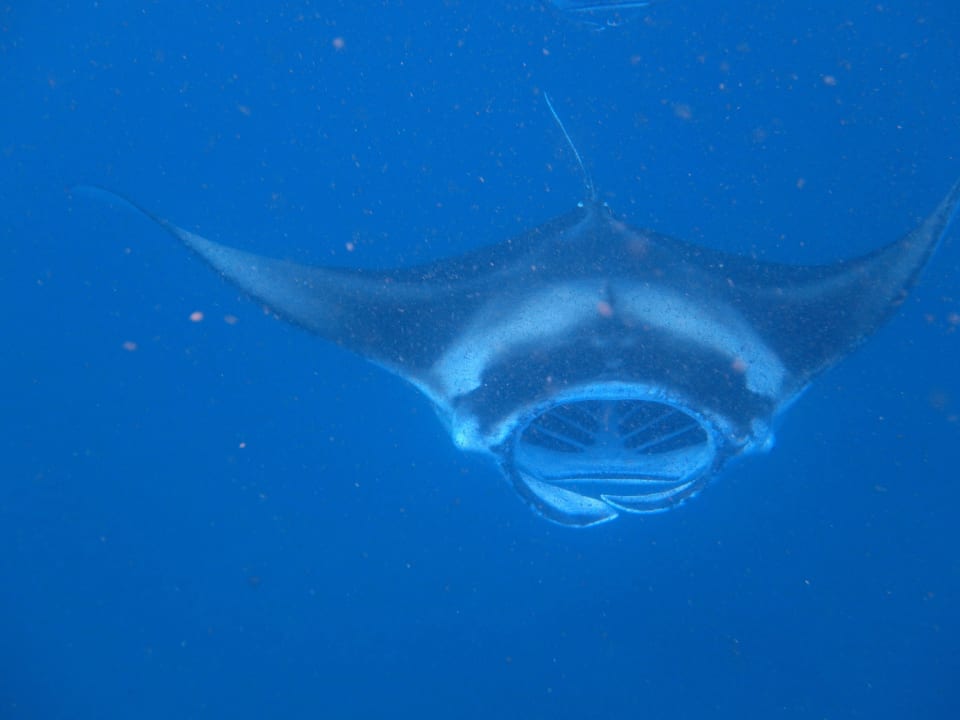 Manta Fihalhohi Maldives
