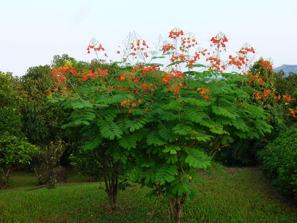 Im Garten Hotel The Riverview Resort Chiplun