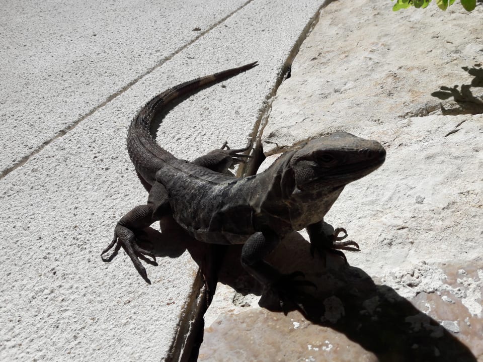 Gartenanlage Akumal Bay Beach & Wellness Resort