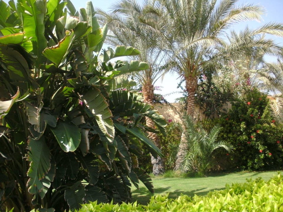 Gepflegte Gartenanlage Steigenberger Coraya Beach - Adults only