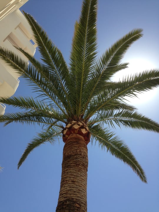 Gartenanlage Hipotels Mercedes