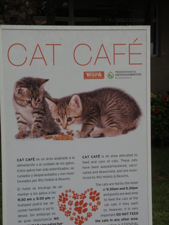 Gartenanlage Hotel Riu Oliva Beach - Hotel