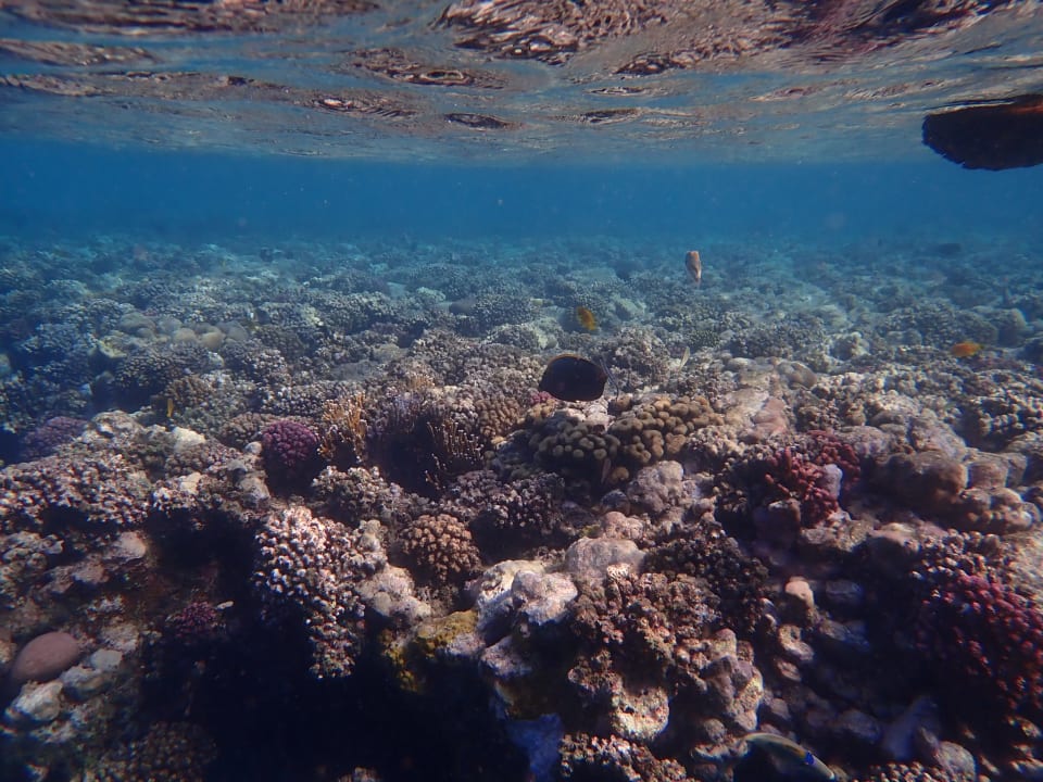 Sport & Freizeit Steigenberger Coraya Beach - Adults only