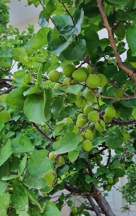 Sonstiges allsun Hotel Carolina Mare