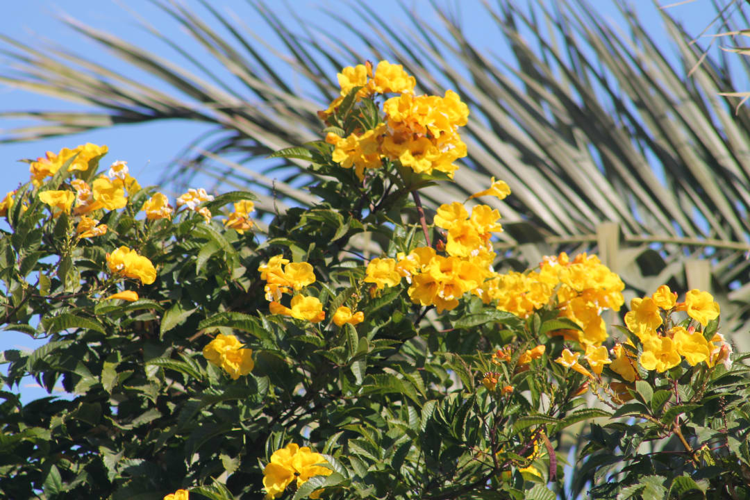 Gartenanlage Desert Rose