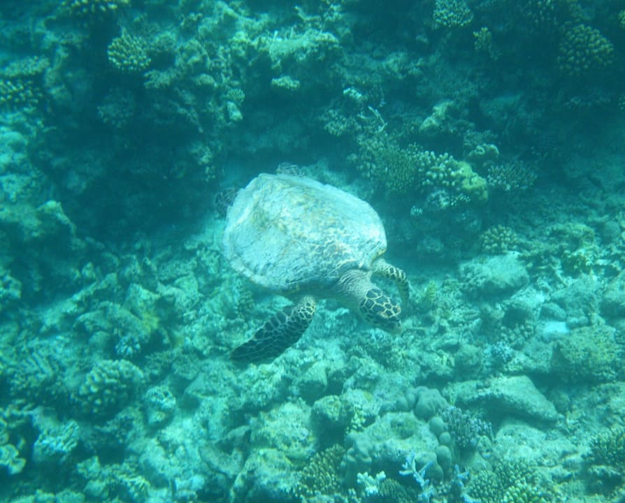 Schildkröte Thulhagiri Island Resort