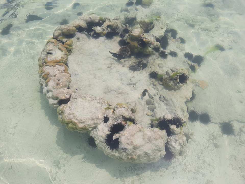 Strand Neptune Pwani Beach Resort & Spa