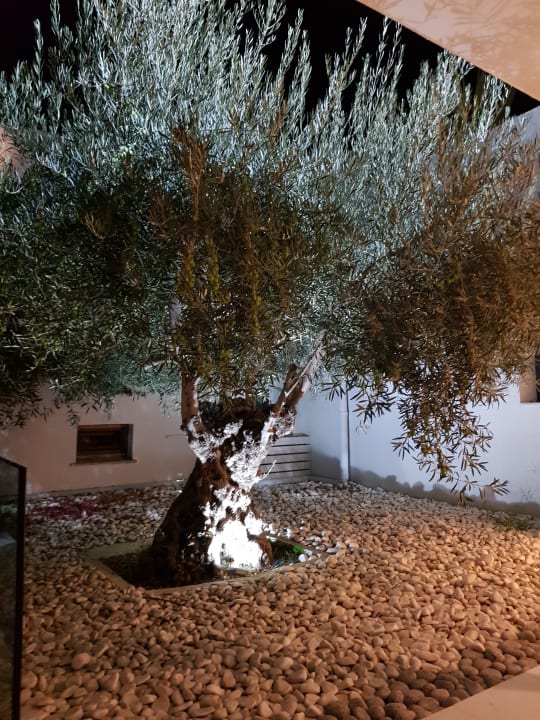 Gartenanlage TUI BLUE Oceanis Beach and Spa Resort