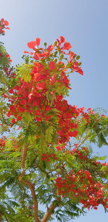Gartenanlage Steigenberger ALDAU Beach Hotel