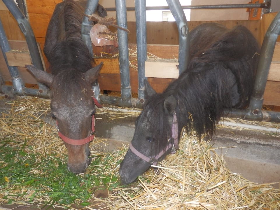 Entzückende kleine Ponys Hotel Hochhubergut