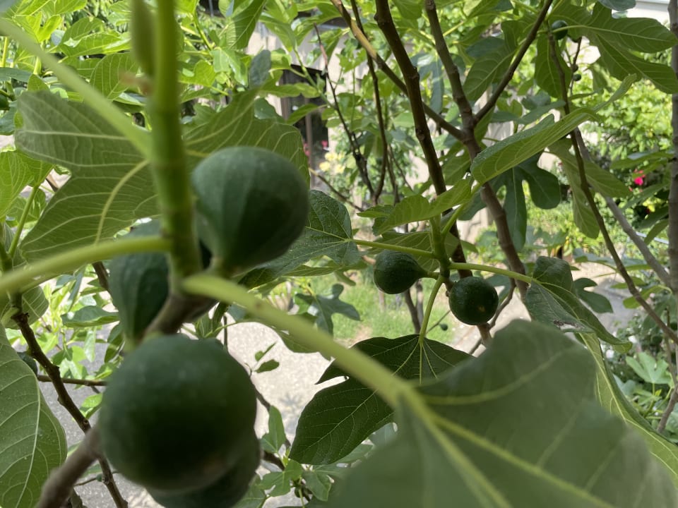 Gartenanlage Jugendstil-Hof Guesthouse