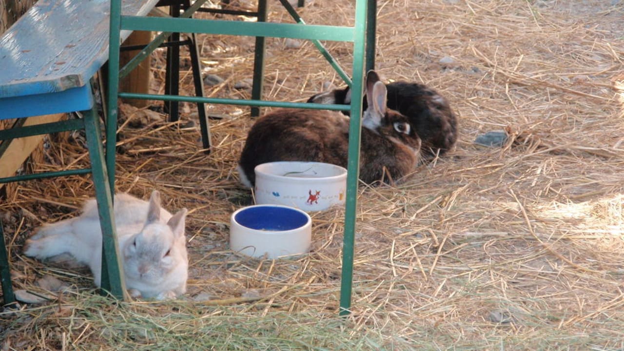 Hasengehege Vitalhotel Sonnenhof