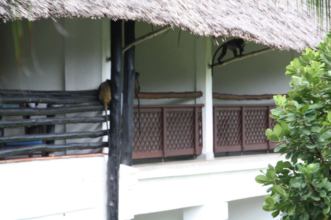 (Un)erwünschte Besucher Hotel Southern Palms Beach Resort