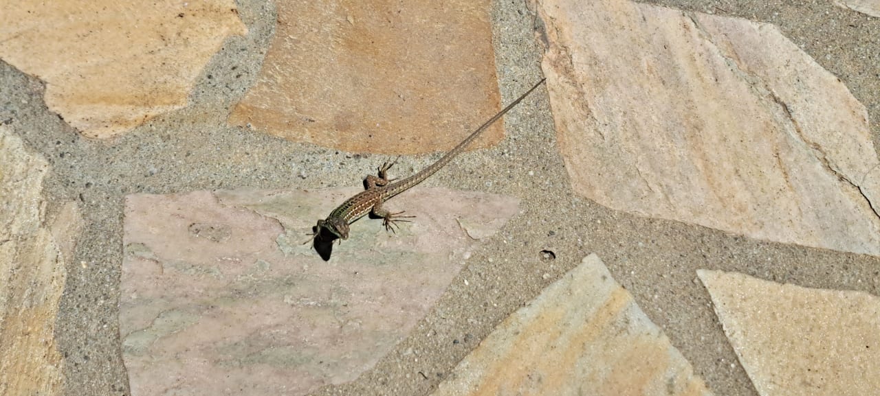 Sonstiges BV Borgo del Principe