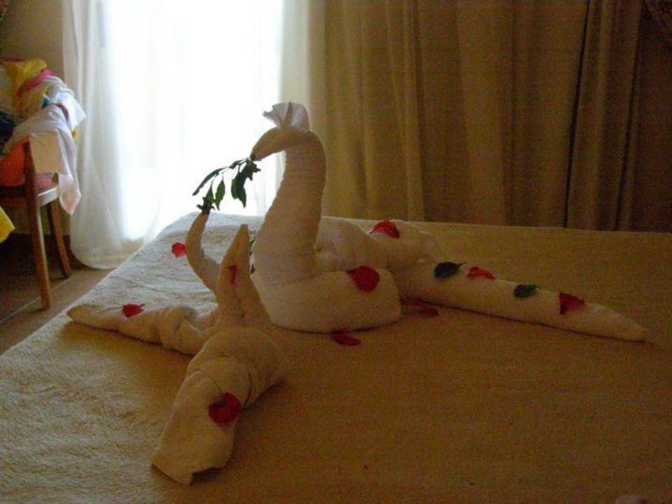 Zwierzęta na wakacjach Sharm Grand Plaza Resort