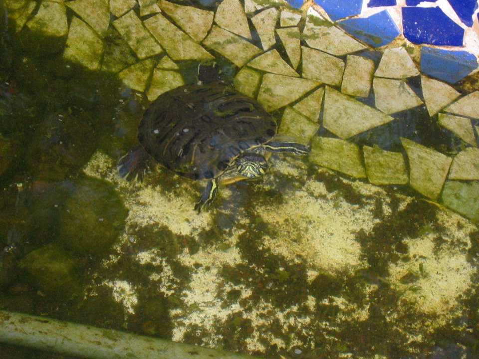 Wasserschildkröte in der Minigolfanlage Tabaiba Princess