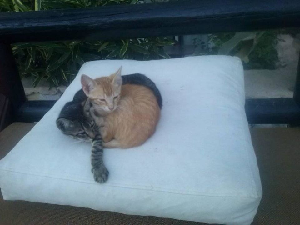 Hotelkatzen TUI BLUE Riu Tikida Beach