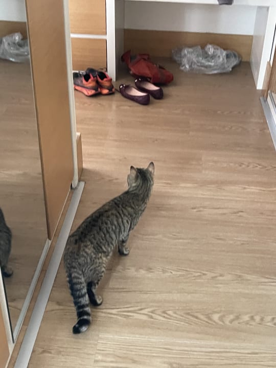 Zimmer Limak Limra Hotel & Resort