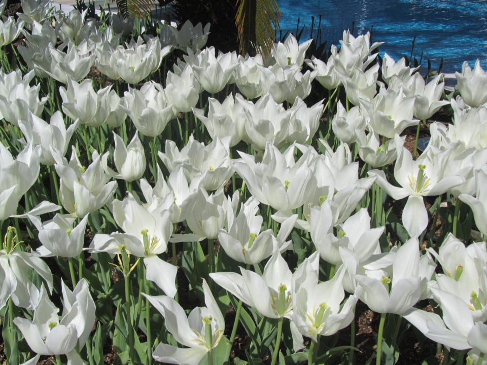 Hotel Alva Donna Exclusive Dobedan Exclusive Hotel And Spa