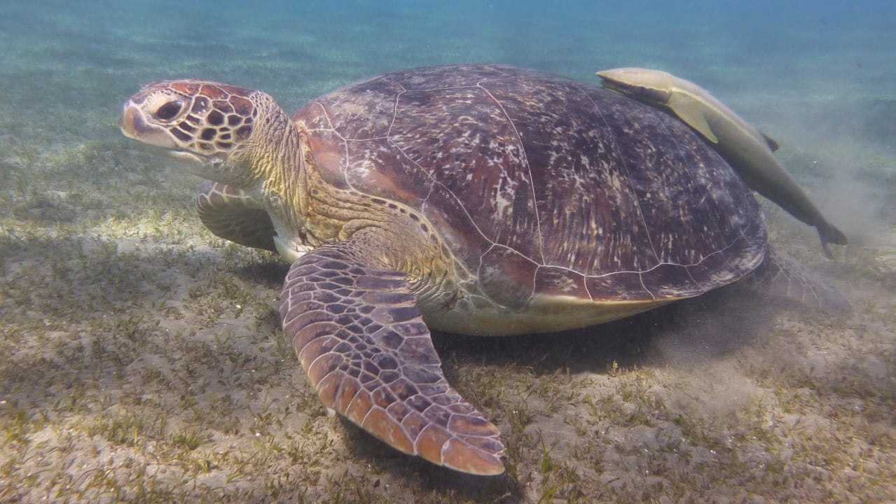 Strand Shams Alam Beach Resort