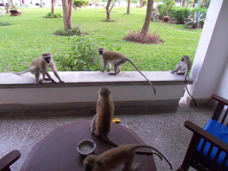 Affenbande Hotel Southern Palms Beach Resort