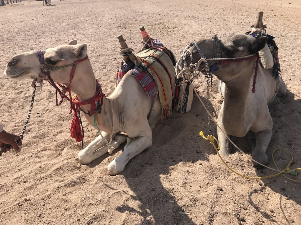 Sonstiges Amarina Abu Soma Resort & Aquapark