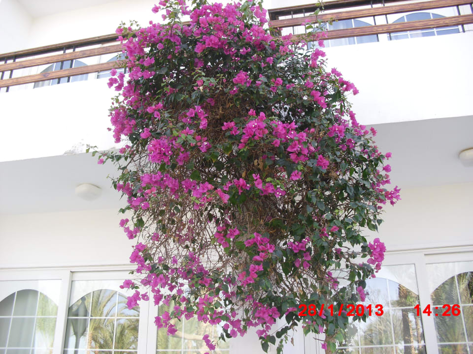 Vor dem Balkon The Grand Hotel Hurghada