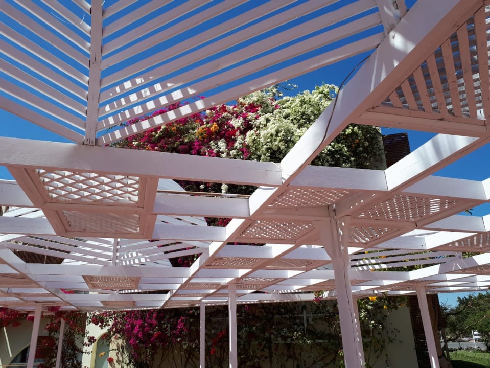 Gartenanlage Desert Rose