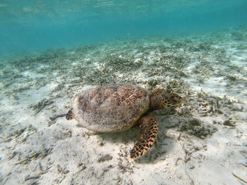 Sport & Freizeit Adaaran Select Hudhuran Fushi - Premium All Inclusive