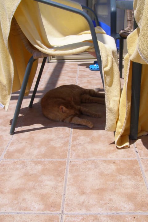 Schatten! Lindos Princess Beach Resort & Spa