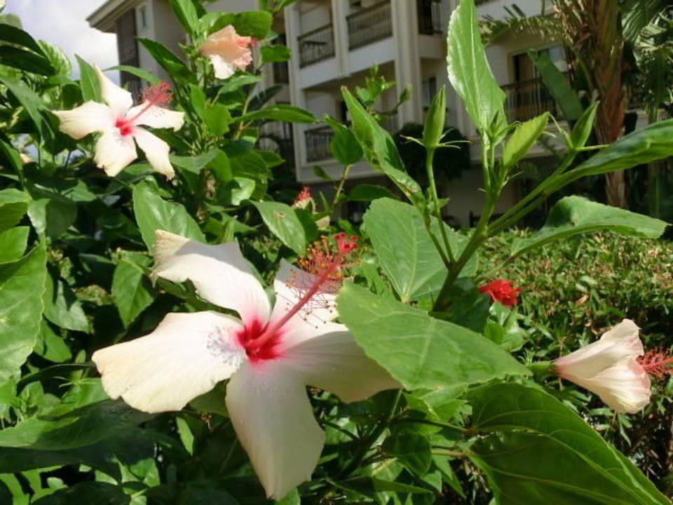 Hibiskusblüten Diamond Excellence Resort & Spa