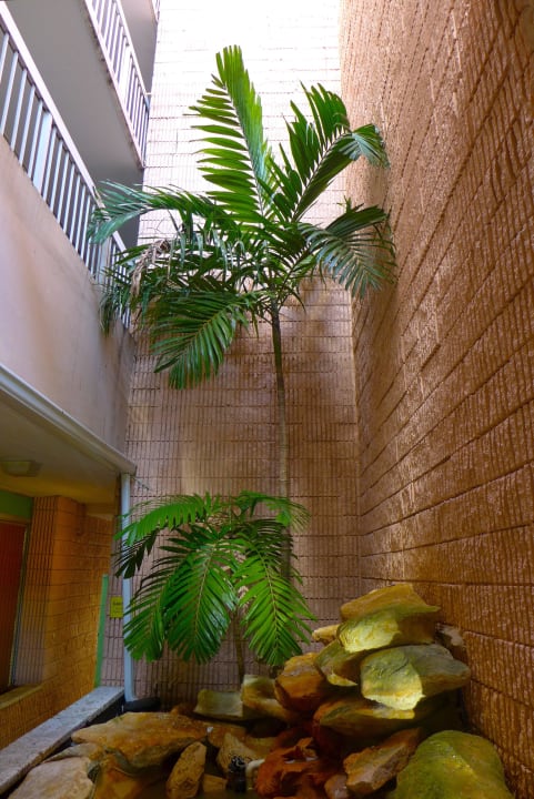 Palme im Innenhof Motel 6 Cutler Bay