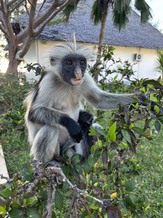 Gartenanlage Reef & Beach Resort